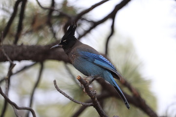 Geai de Steller, Steller's Jay, Cyanoctita stelleri , bryce canyon