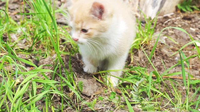 young pretty kitten walking in the yard on a summer day.