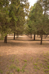 autumn in the park