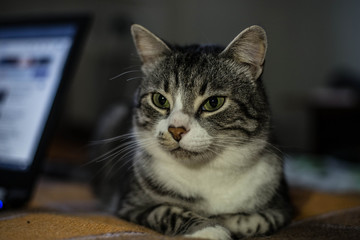 The cat is sitting on the bed. In the background is a laptop