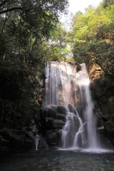 Fototapeta na wymiar 桑の木の滝
