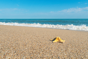 Fototapeta na wymiar Starfish on the sea coast