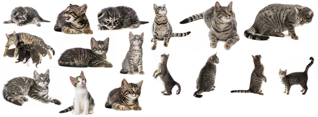 cat isolated on a white background - collection