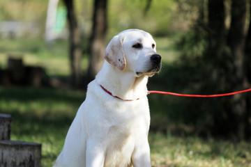 yellow labrador in the park