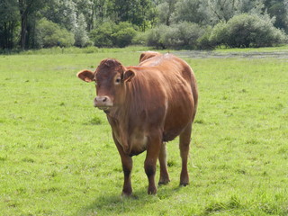 vache franc comtoise