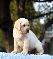 a sweet little labrador puppy on a blue background