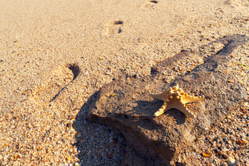 Starfish on the sandy shore
