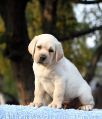 sweet little labrador puppy on a blue background