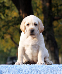 the sweet little labrador puppy on a blue background