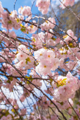 cherry blossom