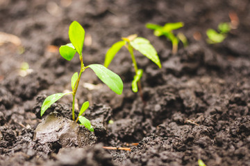 Growing green saplings in a garden or park – Young spring plants rising from the wet and fertile soil – Flourishing crops in agriculture and farming