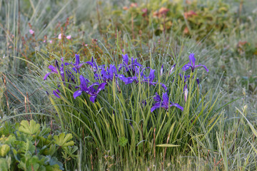 Wild Purple Iris Bunch