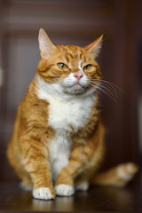 Fototapeta na wymiar Pensive amazing red cat close-up.