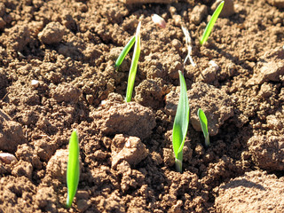 barley shoots growing from the dry land