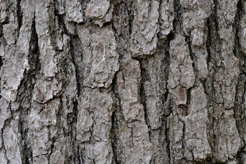 Bark of an Oak Tree