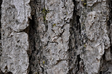 Bark of an Oak Tree
