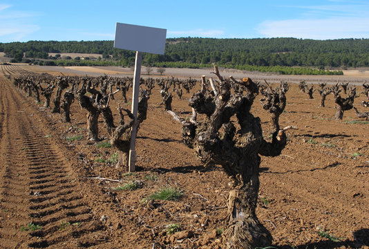 Field of vineyards is sold
