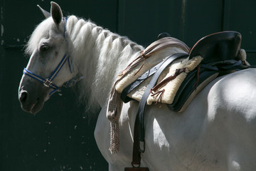 White horse groomed with his saddle