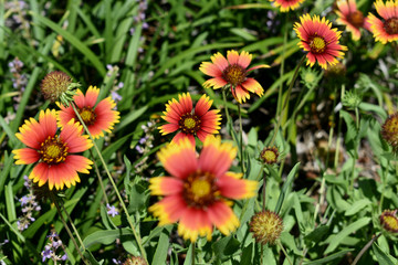 Blossoms and Blooms in Home and Coastal Beach Gardening Featuring Orange, White and Yellow Daisies in Florida