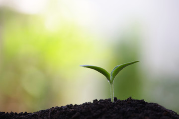 Young green sapling planting with water drop dew