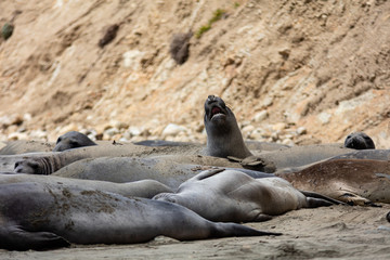 elephant seals at Point Reyes 