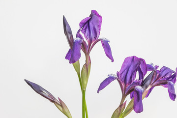purple iris flower on white background 