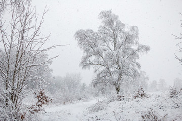 Snowstorm in wintry forest