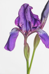 Naklejka premium purple iris flower on white background 