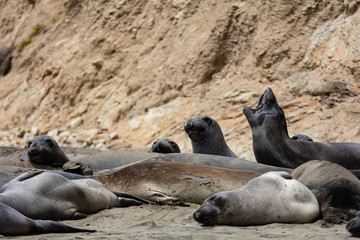 elephant seals at Point Reyes 