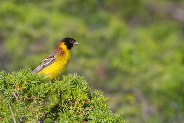 Black headed Bunting (Emberiza melanocephala) sitting on bush with blurred background