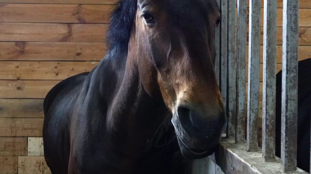 A horse in the stable is standing and chewing hay. Farm Breeding thoroughbred horses