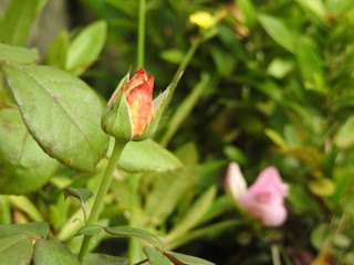 Close-up of a rose bud blossoming in spring. In the blurred background, another rose bud and green vegetation. Sunny day.