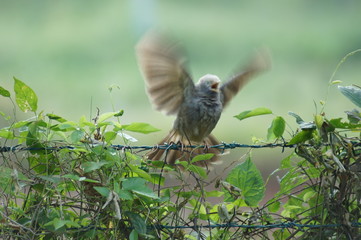 SONY DSC