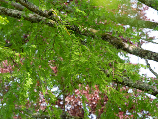(Metasequoia glyptostroboides) Feuillage grand sapin d'eau - mélèze d'eau - métaséquoïa de Chine