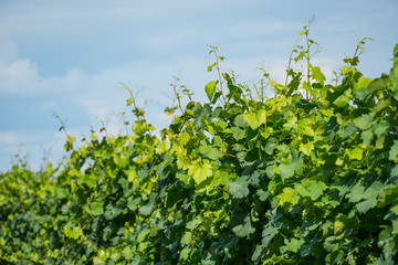 vine branch with tendril and green leaves at springtime with sky on agricultural vineyard