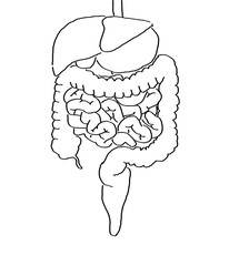 Gut microbiome bacteria colon illustration.