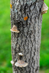 growing mushrooms on the bark of a tree