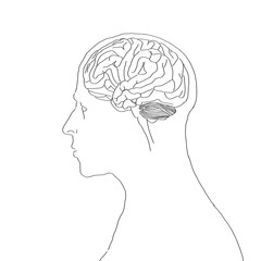 Anatomy human head sketch illustration art. Illustration