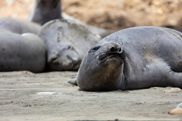 elephant seals at Point Reyes 