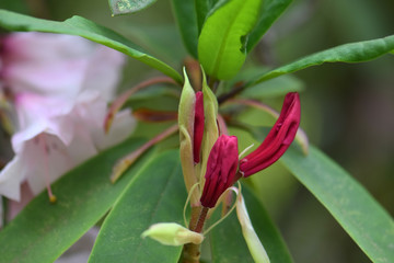 Red Rhododendron Bud Abstract