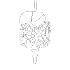 Gut microbiome bowel bacteria colon illustration.
