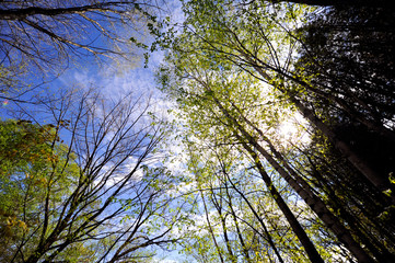 forêt