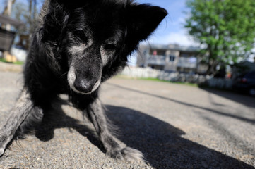 chien