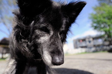 chien