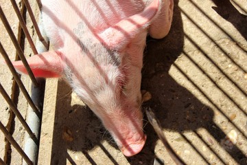 Pink piggy lying on the farm