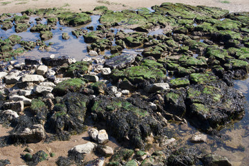 Rock pools on  coast at Scarborough, Yorkshire, UK