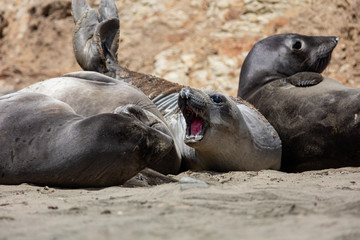 elephant seals at Point Reyes 