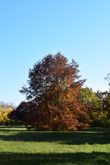 Fototapeta premium Picture