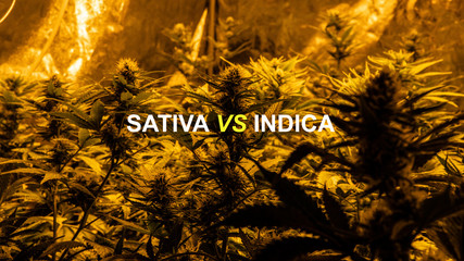 Sativa or Indica marijuana strain concept picture.