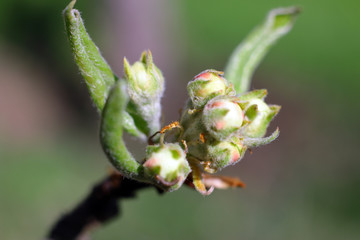Green buds on tree branches in spring. Blooming in spring time. 